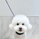 웰니스 펫 미용실 이미지