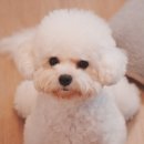 메리몰펫샵 안락점 | 메리몰펫샵안락점::우리 강아지 감정 상하지 않게 정말 마음 놓고 맡길 수 있는 곳 ::명장동애견미용...