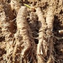 하늘닿은농장 이미지