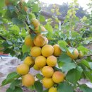 산골농장 이미지