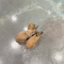 키즈랜드 | 시흥 _ 시흥 최대 규모 실내동물원! 시흥 이색카페 쥬뗌므 키즈랜드 방문 후기