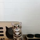 고양이 미용& 호텔 우연히, 캣 이미지