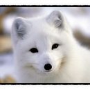 붉은 여우 PC 이미지