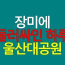 장미에 둘러싸인 하루, 울산대공원 장미축제 후기 대공개
