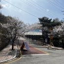 자유수호평화박물관 | [동두천/여행] 서울 근교 벚꽃 명소 '자유수호박물관' 방문 후기(+주차 꿀팁)