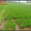 금지면 택촌마을 이미지