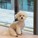 고려애견 이미지