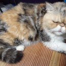 묘랑나랑 이미지