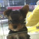 다온애견샵 이미지