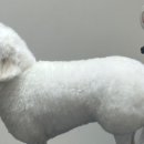 셀럽도기