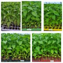 2025년 고추모종 외 모종 판매해요. 이미지