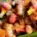 황토마늘농장 네이버블로그