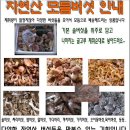 자연산버섯 송이 능이 싸리 솔버섯 판매시작~~(종료) 이미지