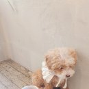카페오봄 네이버블로그