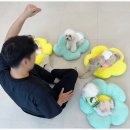 부산애견 이미지