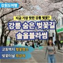 솔올공연장 | 강릉 솔올블라썸 벚꽃거리 교동 벚꽃 코스