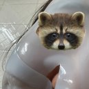 수빈공방 | 원료공방 아줄렌 하이드로겔 마스크팩으로 피부 살아난 후기