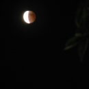 레드문(Red Moon) 네이버블로그
