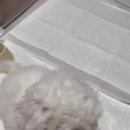 버디독 강아지분양 안심분양센터 시흥점 | 시흥강아지분양 신뢰 업체 확인과 책임 양육 시작을 위한 필수 점검 항목 분석