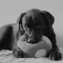 파트너동물의료센터 이미지