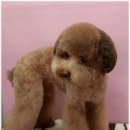 행복펫 애견미용실 이미지