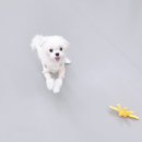 댕댕큘럼 이미지