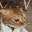 냥빨 이미지