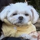 반곡동 작은동물병원 | 창원 동물병원 추천 상남동 정메디컬동물병원 노령견 종양 수술 후기