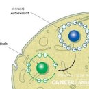 항산화제 뜻 항산화 영양제 종류 식품 이미지