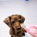 이뮤노팜 이미지