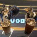 귀여운 강아지 | 동탄역 ‘유의미커피로스터즈’ 후기, 귀여운 강아지가 반겨주는 동탄 로스터리 카페