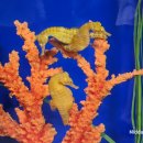 해마농장 이미지