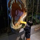 공연 전시장길 코스 | 용인 실내 가볼만한 곳 다이노베이3 아이와 로봇 공연까지 본 후기