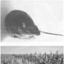 남아메리카출혈열 (South American Hemorrhagic Fevers, SAHF) 이미지