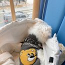페트롤스테이션