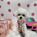 멍글멍글 강아지유치원 이미지