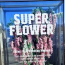 장미수퍼 | 제주 구좌 신상 카페 수퍼플라워 내 돈 내산