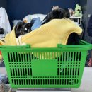 용 구제샵 이미지