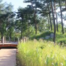 진안고원치유의숲 이미지