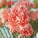 군포지샘장례