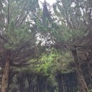 씨유 익산제일중앙점 | 익산 아가페정원 다녀온 후기, 50년 만에 열린 메타세콰이어길 전북 가볼만한곳