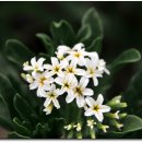 해오름관광농원 이미지