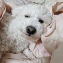 초콜릿 | 리리컬 두바이 카다이프 초콜릿 내돈내산 후기