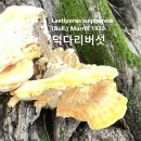 덕다리버섯 신봉(新峯)야산 이미지