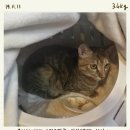 고양이 중성화사료 찾아 먹인기록 남겨본다