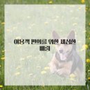 홍천군문화센터 | 겨울 스포츠의 정석, 스키! 홍천 렌탈샵 친절한렌탈과 함께한 짜릿한 설원 라이딩 후기요!