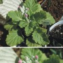 업동이네 이미지