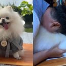 강아지 꼬순내 이미지