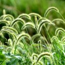 강아지풀 이미지