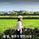 제주봄 이미지